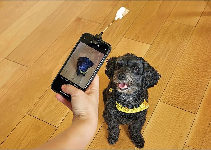 Small dog wearing a bandana, posing for a smartphone photo with a treat attachment. Tips for capturing cute dog photos.
